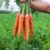 新鲜胡萝卜5斤水果萝卜甜脆现挖现发生吃红心罗卜农家蔬菜 带泥10(5斤)第5张高清大图