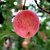 红富士山东特产栖霞水果新鲜 野生丑苹果脆甜5斤(自定义)第5张高清大图