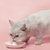 pidan山羊奶猫布丁猫零食 奖励零食猫咪零食宠物幼猫零食15g*6个(红色)(pidan山羊奶猫布丁)第3张高清大图