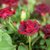 【鲜花猫】多头玫瑰鲜花速递昆明产地直发(紫罗兰多头玫瑰 8-10支)第5张高清大图