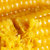 8月鲜货新鲜爱心花糯玉米黏甜玉米棒包邮粘香真空装非转基因10根(黄玉米10棒)第5张高清大图