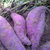 广西天然紫薯，香甜粉糯5斤包邮（约12-20个）第3张高清大图