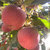 维吉达尼 阿克苏冰糖心苹果8斤装 香甜酥脆(80-85mm)第4张高清大图