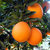 四川爱媛38果冻橙5斤装约13-16个左右无籽橙子全国包邮（新疆、西藏、内蒙、黑龙江、吉林不发货第5张高清大图