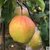 新疆库尔勒香梨5斤梨子新鲜当季水果批发包邮(库尔勒香梨25-30个5斤)第4张高清大图