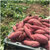 湖北特产刘陶鲜果 农家自种红薯5斤 新鲜水果第4张高清大图