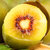 四川红心猕猴桃 当季新鲜奇异果 生鲜时令水果(箱 4.5（约30枚） 单果70-90g)第7张高清大图