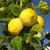 好果天天新鲜柠檬 时令水果四川安岳柠檬单果90g以上4个装第5张高清大图