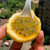 海南黄金蜂蜜百香果 新鲜水果 西番莲当季现摘 1.5千克装第3张高清大图