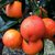 精选四川正宗塔罗科血橙橙子5斤装，皮薄多汁，酸甜可口，孕妇水果第6张高清大图