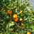 麻阳冰糖橙超甜新鲜水果3/5/10斤包邮(10斤中果)第6张高清大图