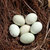 饭心funxin 新鲜土鸡蛋 绿壳鸡蛋 农家散养鸡蛋 新鲜鸡蛋 24枚第5张高清大图