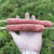 琉森  陕西新鲜水果红萝卜 脆甜胡萝卜 透心红9斤(8斤装)第4张高清大图