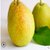 新疆库尔勒香梨5斤梨子新鲜当季水果批发包邮(库尔勒香梨25-30个5斤)第5张高清大图