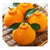 丑柑丑橘丑八怪 不知火 原产地直发(坏果包赔）(5斤小果 丑橘)第2张高清大图