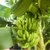 红河香蕉5斤装 新鲜水果 banana 非米蕉 粉蕉 海南芭蕉 皇帝蕉 云南红河的新鲜味道，来自北纬23度的香甜！第5张高清大图