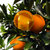 [产地直供-罗花岭]赣南脐橙16个果精品礼盒装(绿色食品 水果)第3张高清大图