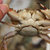 花盖蟹 鲜活螃蟹 6-7只/斤 鲜活海鲜海产品  食用方便【大渔场】第4张高清大图