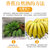新鲜水果云南水果大香蕉  大果现摘现发(9斤)第5张高清大图