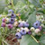 【花青宝】新鲜蓝莓非野生水果125g6盒第5张高清大图