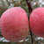 红富士苹果陕西特产约12斤苹果超值装（单果80左右）第2张高清大图