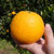 赣南脐橙赣州特产脐橙5斤约8-10个果新鲜水果无渣橙子橘子（新疆，西藏、内蒙、甘肃、宁夏、青海不发货）(脐橙5斤装果径80-90mm)第2张高清大图