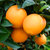 [产地直供-罗花岭]赣南脐橙16个果精品礼盒装(绿色食品 水果)第2张高清大图