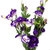 【鲜花猫】洋桔梗鲜花速递每周一花昆明产地直发(紫色 15-20个花头)第6张高清大图