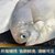 【冷链运输】嘢生海捕银鲳鱼新鲜速冻白鲳鱼海鱼平鱼海鲜水产批发(6斤银鲳（每斤5-6条）（又大又好）)第3张高清大图