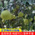 正宗梅州沙田柚白肉柚子当季孕妇水果(5斤)第4张高清大图