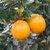 麻阳冰糖橙橙子水果新鲜当季整箱应季湖南包邮手剥果冻甜橙子(冰糖橙5斤大果)第4张高清大图