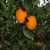 深山农特 纽贺尔脐橙 纽贺尔非17.5度脆甜橙 （坏果包赔）(大果65-80)(大果)(大果)第4张高清大图