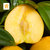 正宗应季黄油桃黄金蜜桃孕妇新鲜黄油桃单果100克起第4张高清大图