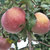 云南昭通丑苹果3斤中果糖心苹果新鲜甜脆红苹果(3斤中果)第4张高清大图