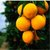 赣南的脐橙10斤31-40个橙子新鲜当季水果手剥甜橙果冻冰糖橙批发包邮小果55mm-65mm(赣南脐橙10斤31-40个)第2张高清大图