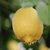 安岳天然小黄柠檬3斤1500g新鲜水果原产地直发第4张高清大图