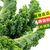 【顺丰】新鲜羽衣甘蓝 嫩叶甘兰轻食榨汁kale沙拉食材蔬菜(2斤)第3张高清大图