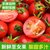 【5斤装】山东千禧圣女果新鲜水果蔬菜净重4.6-5斤小番茄(自定义 5斤装)第2张高清大图