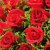 爱*鲜花速递33朵红玫瑰花束生日节日送花北京杭州广州鲜花速递(33枝)第2张高清大图
