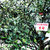 沿河古茶-古树红茶明前茶叶洲州红礼盒装(125g*1袋)第3张高清大图