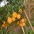 四川 椪柑 芦柑 新鲜椪柑甜蜜橘子 新鲜水果约4.5斤(坏过包赔）(2.2kg)第5张高清大图