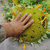 葵花盘瓜子盘 带籽向日葵盘 原味新鲜生瓜子 湿瓜子第4张高清大图