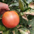 水果西红柿生吃沙瓤酸甜爽口 2.3kg第3张高清大图