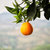 【果耶】四川月亮岛脐橙 5斤 现摘鲜橙子 新鲜水果(大果75-85mm)第2张高清大图