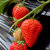 红颜草莓 奶油草莓 大凉山露天草莓 新鲜水果(净重约5斤装)第4张高清大图