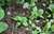 园艺尿素蔬菜果树肥料有机肥复合肥氮肥磷肥钾肥二胺种花种菜包邮(10斤尿素包邮 （送种子勺子）)第5张高清大图