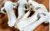 赤松茸干货甘肃特产雪山松茸干片姬松茸新鲜松茸菌羊肚菌松茸干片(一盒)第3张高清大图