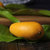 海南小台芒果5斤装 单果80g-120g 新鲜芒水果(5斤大果（120g以上）)第4张高清大图