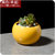 现代简约多肉植物陶瓷花盆A931彩色个性圆球肉肉植物花器lq0250(黄色（单盆）)第5张高清大图