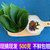 1斤东北辽宁新鲜苏子叶韩国烤肉绿色蔬菜嫩叶紫苏叶青菜顺丰(500g)第2张高清大图